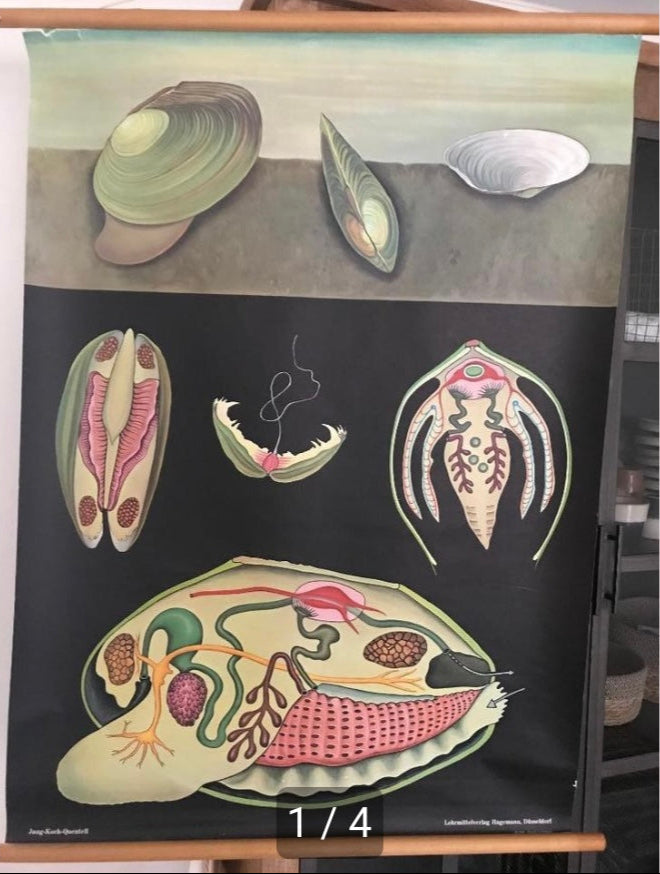Vintage Freshwater Mussel Old School Poster