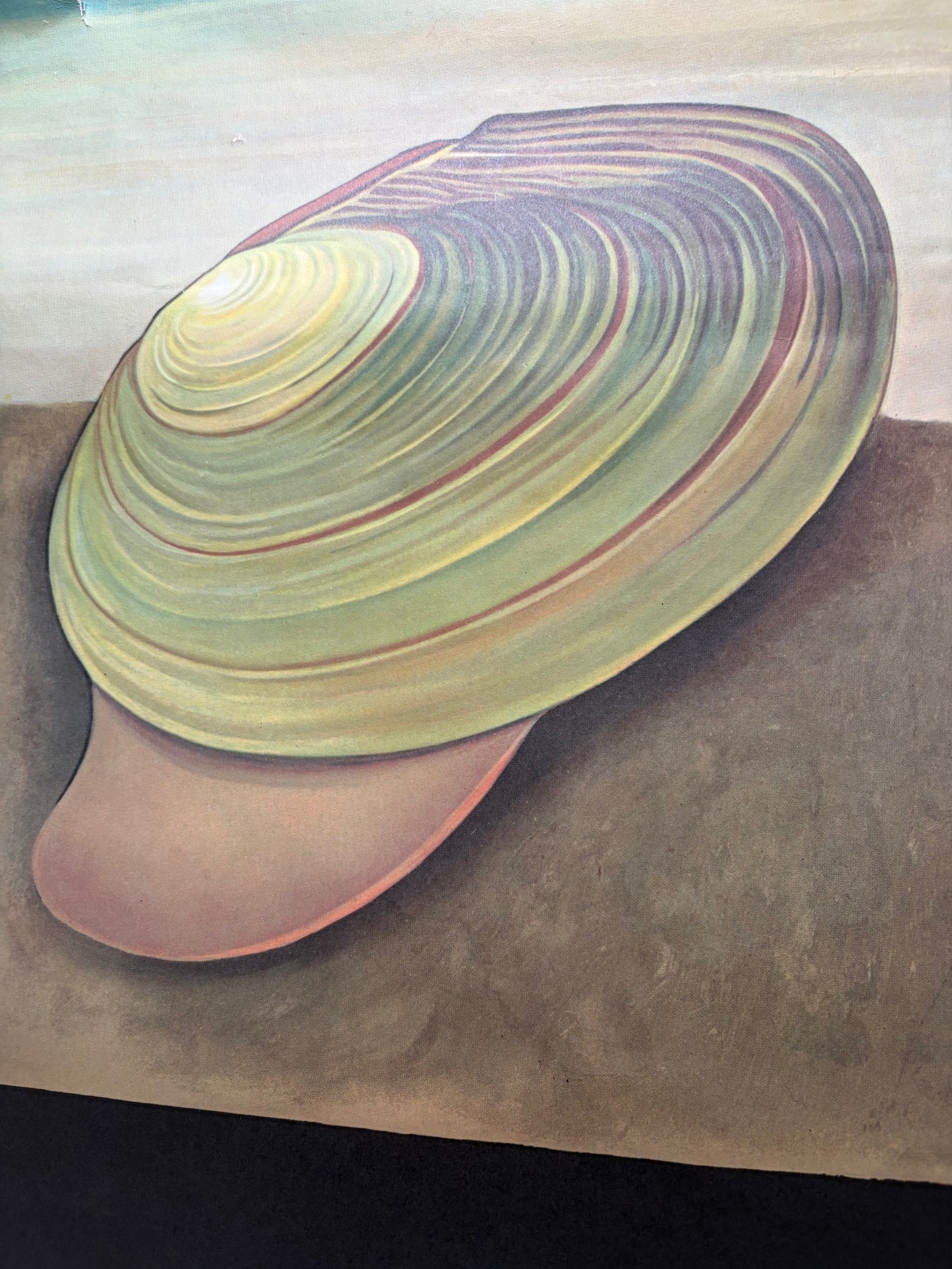 Vintage Freshwater Mussel Old School Poster