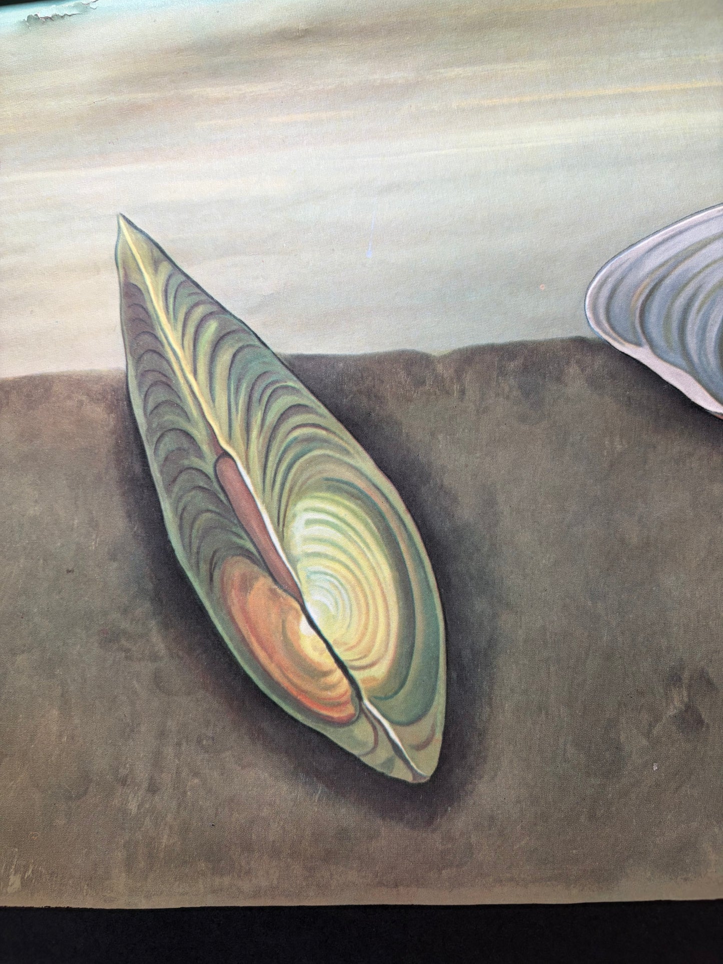Vintage Freshwater Mussel Old School Poster
