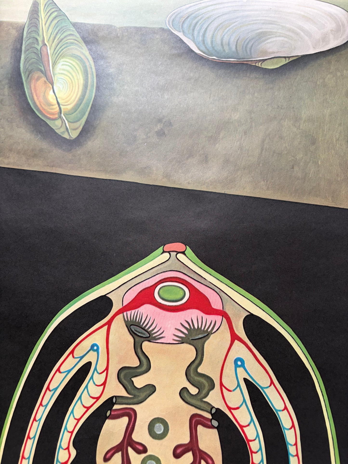 Vintage Freshwater Mussel Old School Poster