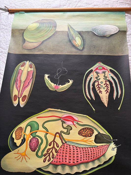 Vintage Freshwater Mussel Old School Poster