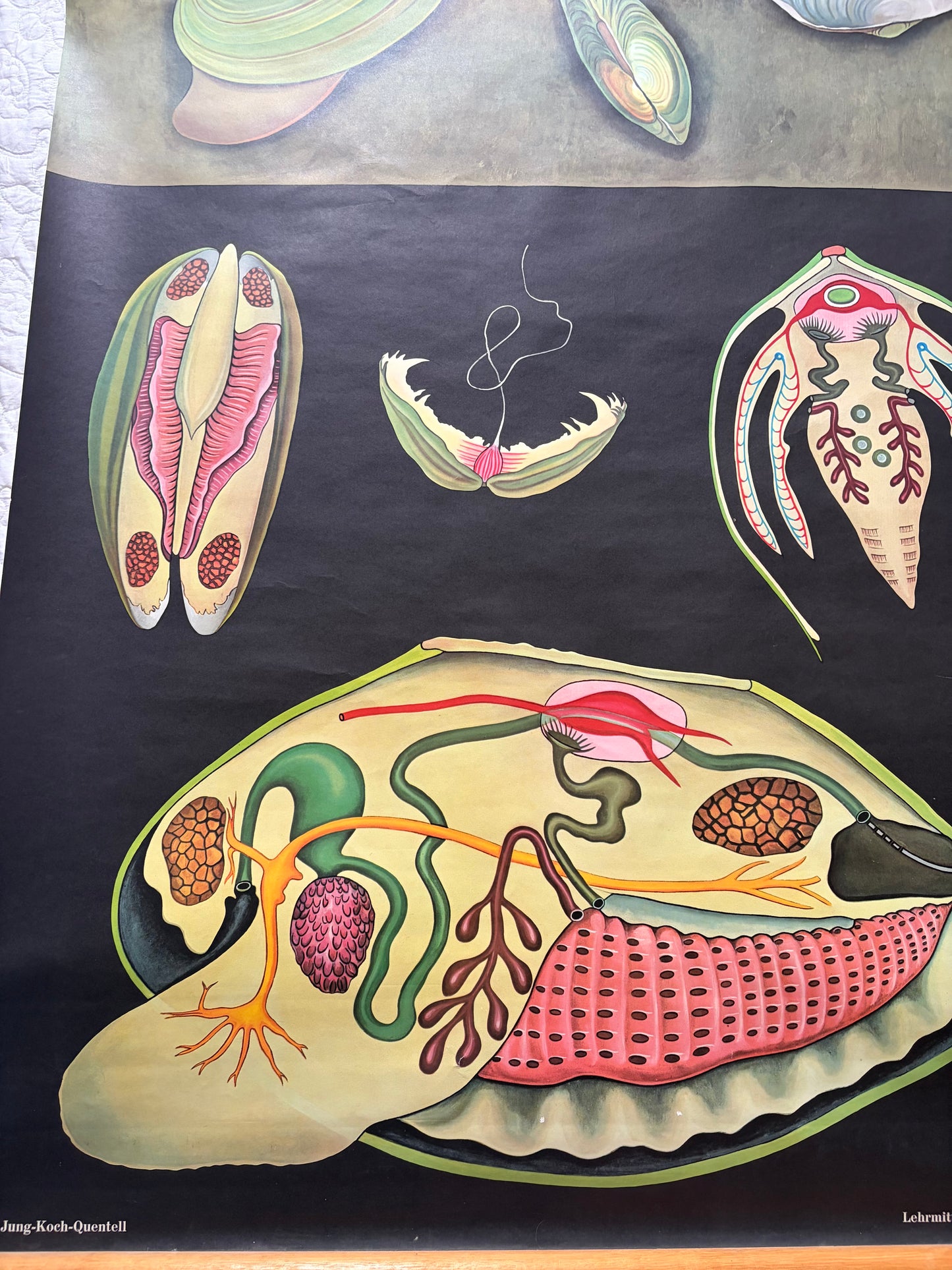 Vintage Freshwater Mussel Old School Poster