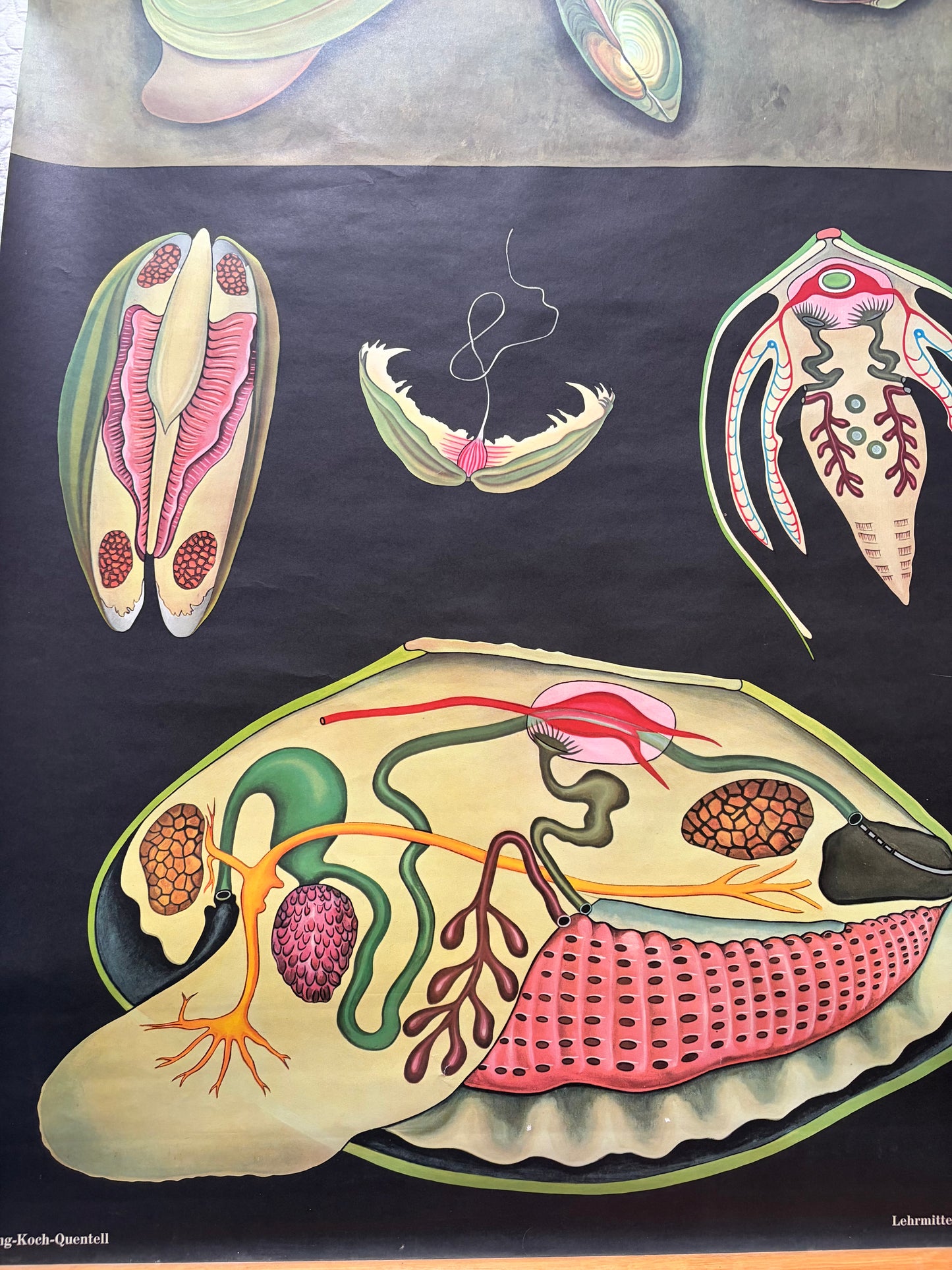 Vintage Freshwater Mussel Old School Poster